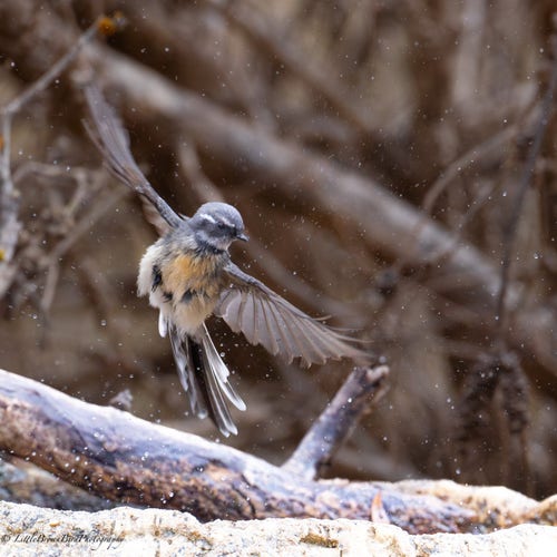 A Grey Fantail caught flying up out of a bird bath with wings outspread and in a shower of water  droplets.