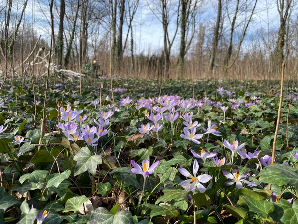 A field of purple and white crocus flowers amidst green foliage with a backdrop of leafless trees and a clear blue sky. (AI generated description)