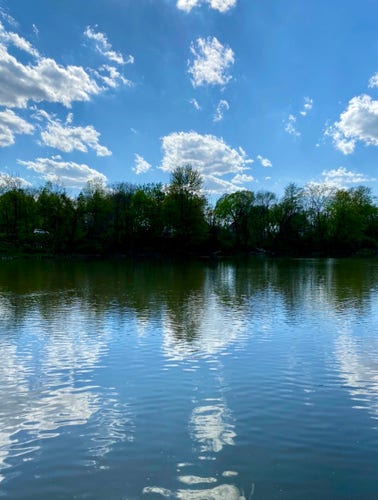 A sunny, beautiful blue sky with a few scattered clouds. Tall trees almost complete with their leaves, stand on the bank of a river. The trees and clouds are reflecting in the water.
