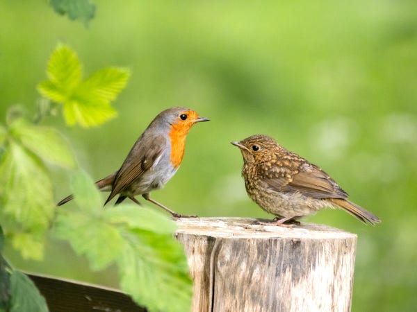 An adult European Robin and a juvenile Robin perched on a fence post, facing each other.
