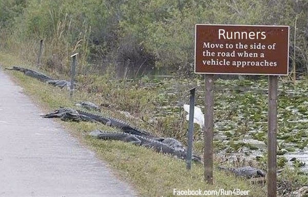Photo of the side of a rural road. Probably in Florida. A sign says "Runners. Move to the side of the road when a vehicle approaches".  Beyond the sign you can see 3 big alligators sunning in the grass just next to the road.