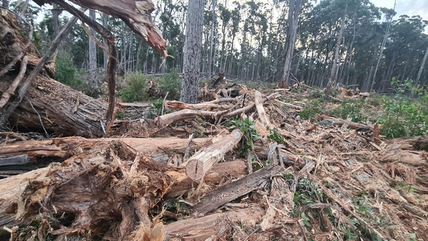 Destroyed forest 