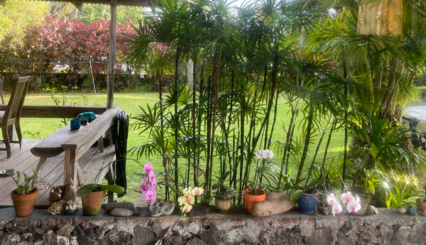 A picture taken from inside my house through our big picture window of the currently blooming orchids that I’ve brought to the front wall from the backyard. Six different pots, palms, grass, lanai, and a big Rockwall along the edge of the yard with red bushes in the background.