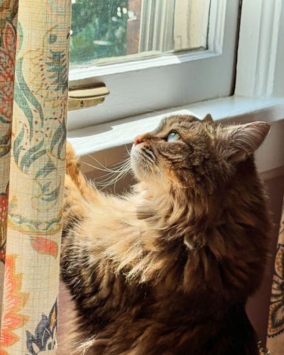 A long haired tabby cat with blue eyes looks at a floral print curtain.