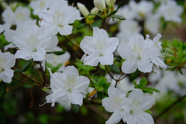 White azalea blossoms