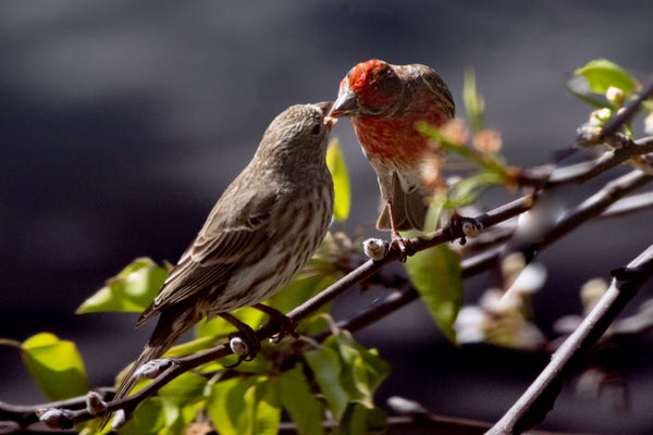 A male and female house finch, the male, with his red feathers on his head and chest, has his beak in the open beak of the female. Both are perched on a branch of a blossom tree.