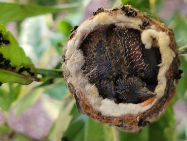 Two hummingbird babies in a tiny nest. One beak is visible. Their bodies have a thin layer of what look like pin feathers.