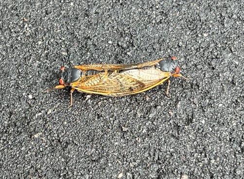 Cicadas bumping uglies. 