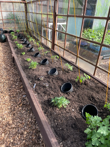 Vine tomatoes planted in the greenhouse 