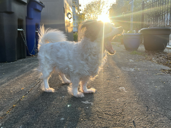 A very small white dog yawning in golden hour light. Bins are visible. 