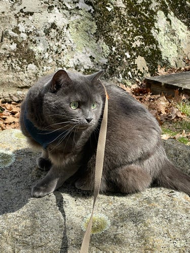 Gray cat with a harness and leash sitting on a rock with moss and leaves in the background staring intently into the distance, his green eyes laser focused on a bird he will not be allowed to catch. 