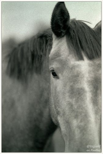 Black and white picture of a grey dappled horse with black manes staring at us. It's right eye is in the centre of the frame, its right ear pointed at us in curiosity. The left eye and ear are out of frame, so is its snout. The picture is, wholly intentionally of coarse, slightly out of focus.