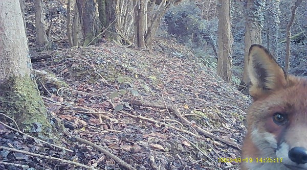 A woodland scene, with trees growing up from a floor littered with leaves and twigs; at bottom right, slightly off camera, a fox is peering inquisitively into the camera. The fox looks within arms reach.