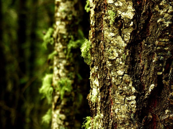 Color photo showing a close up of tree bark with lichen and moss. Deep greens throughout.