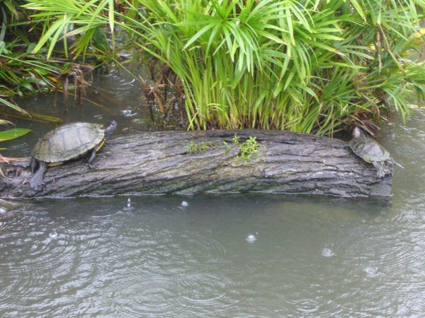 Two turtles on a log in the water surrounded by greenery.