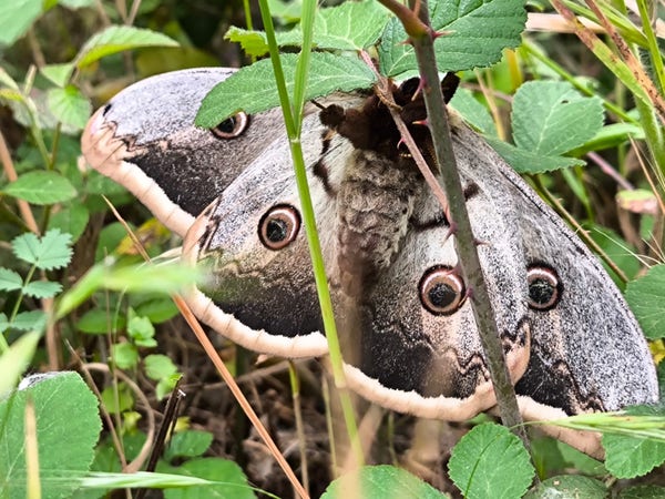 Photo of the underside of a giant peacock moth. Its wings are ashy grey- beige and edged white and beige, and with an eye spot in the centre of each of the four wing segments. The fat grey-brown body is furry. It is clinging to the stem of a plant in dense grass/undergrowth.