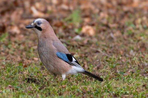 A Eurasian Jay walking standing on grass. It is a brown corvid with a striking blue patch on its wing feathers. 