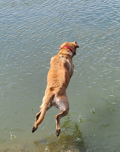 Golden Labrador retriever leaping into the water to swim.
