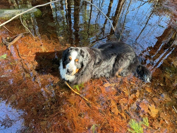 A Bernese Mountain Dog lying down in a swamp, surrounded with sticks, pine needles and leaves. He’s looking at the camera, daring you to come get him.