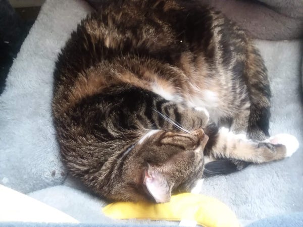 Ginza, a tabby cat, is sleeping in one of her cat beds. Behind her head and neck lays a yellow catnip banana toy, a toy she often sleeps with, using it for a pillow or at least somewhere near her head.
