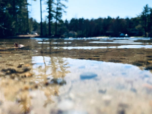 Close-up view of a shallow body of water with a clear focus on the water's surface, reflecting trees and sky, with the background including blurred forestry.