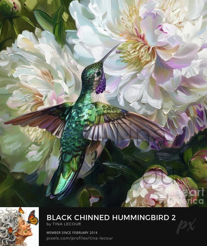 This is part 2 of a collection of a pretty Black Chinned Hummingbird flying around some Peony flowers.