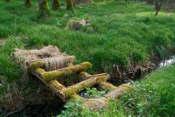 A forest overgrown with fresh spring grass. A ditch with water at the bottom of the frame. Over the ditch an old, moss-covered, simple bridge in the form of a ladder. This bridge leads to the other side of the ditch, where a mysterious world awaits you. All you have to do is find such old simple bridge.