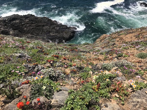 Plants including dudleya and seaside daisies cling to a steep dirt hillside above the Pacific. Foamy green-blue water and a large bare rock are shown at the top on this sunny day.