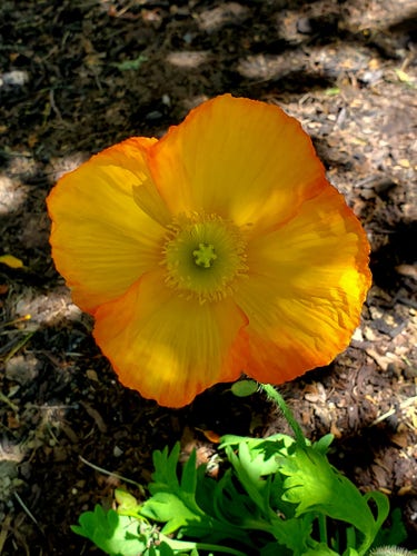 Yellow/orange poppy
