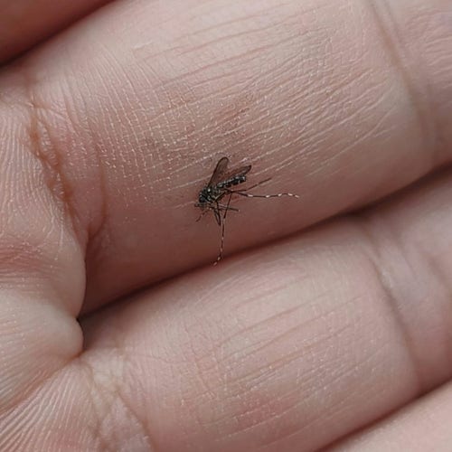 Primo piano di una zanzara tigre su di un dito... appena soppressa