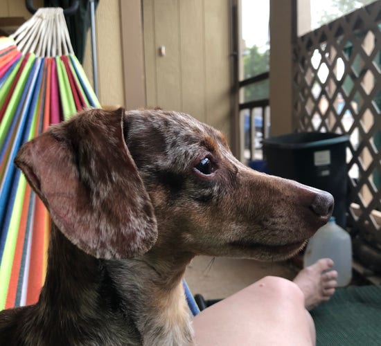 Tieg, a chocolate dapple dachshund, is staring off to the right side of the photo, his head in profile. We're both in a somewhat rainbow-striped cloth hammock (you can really only see some of my right leg). He's so sweet and calm in this picture. 