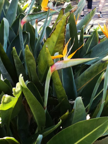 The image is filled with the greenery of a large, many flowered, Bird of Paradise plant. One flower head in particular is the main point of focus. 

It is in bloom, and show the distinctive green "beak" and bright orange "crest" of the "bird".

The photo was taken on the island of La Gomera in the Canaries.