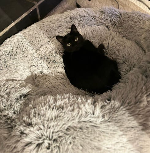 Black cat (her name is Gwen) that is illegally laying in my 2nd dogs bed at my parents house after she took over the first bed