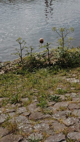 Foto vom Ufer der Weser aus: im Wasser schwimmt ein mondgrauer Ball oder eine kleine Boje.