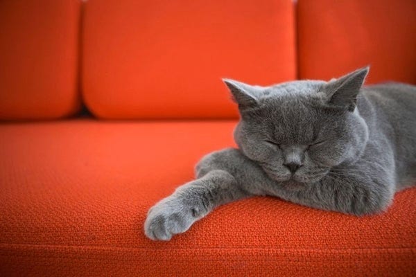Un chat gris dort sur un sofa rouge