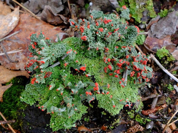 Closeup of a small lichen. The tiny leaves cover the ground,  and many bright red fruiting bodies grow from them.