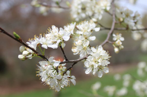 Clusters of white flowers on tree branches with white and yellow stamen with some green buds emerging against a blurred bokeh background. 