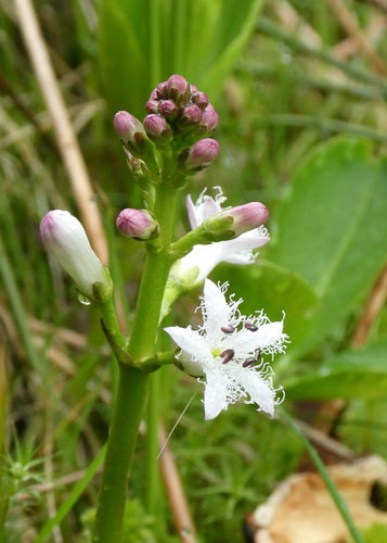 Photo of a flower spike of the bogbean - white star-shaped flowers with a ragged fringe and pink flower buds yet to open. Blurred green foliage in the background.