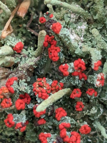 Macro shot of blooming lichen. The red flowers stick out against the aqua blue lichen