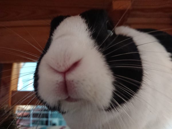 The face of a black and white Dutch rabbit looks into the camera. She is happy and content again. 