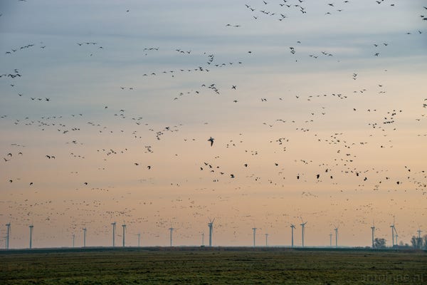 A large group of birds (mostly geese) flying over the polders of Eemnes during spring in 2014. In the background are the wind turbines of the Flevopolder.