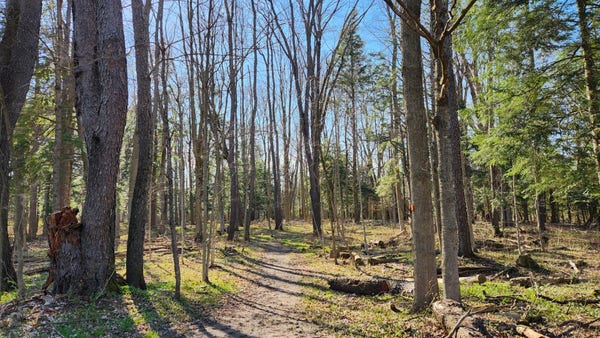 A picture of a path going into the woods in early spring. The sky is blue. The trees are bare. Green is beginning to be visible on the earth's floor. Shadows of the trees are seen across the path.