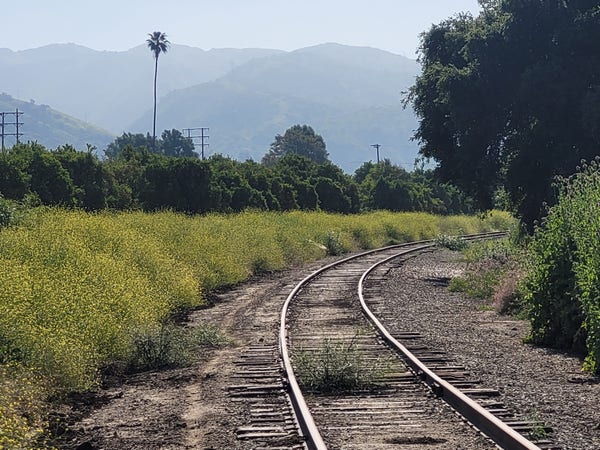 Train tracks curving past a field of mustard, bright yellow in morning sunlight. Green avocado trees in the distance and a hazy hillside visible, one palm tree.