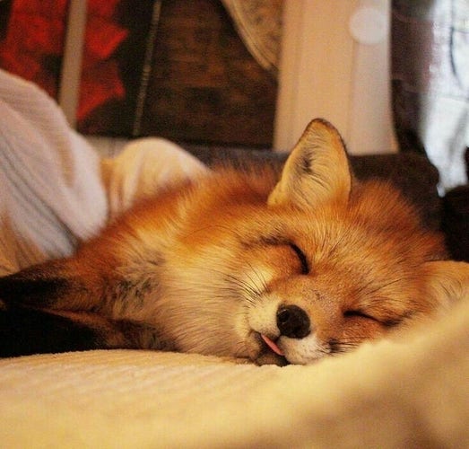 a foxxo laying on its side on a bed with its tongue slightly sticking out