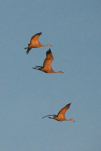 Three flying Sandhill Cranes against a cloudless blue sky. The low setting sun is tinting the gray plumage orange.