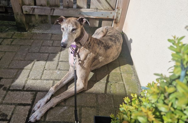 A brindle lurcher lies in a bright patch of sunlight next to a wooden gate