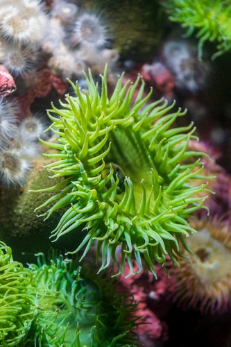 a wall full of anemone of different size and colors, the main one in frame being a giant green anemone