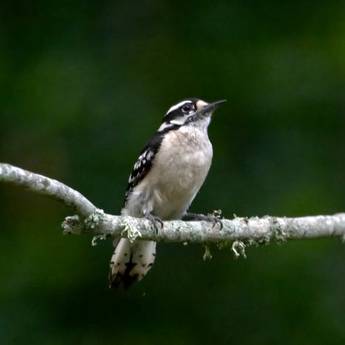 A small black-and-white woodpecker stands on a lichen-covered branch. This is the female Downy Woodpecker. Photo by Peachfront, April 2024.