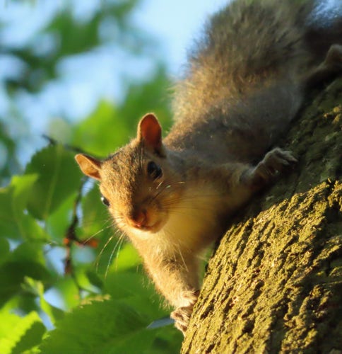 squirrel on tree branch in golden light 