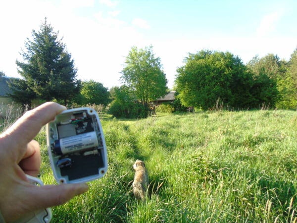 An open LoRaWAN sensor held in handm in the background a dog is running through grass towards a small old wooden house.